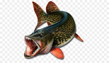 Northern pike Recreational fishing Angling - Fishing 