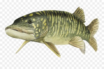 Northern pike Tench Fishing Carp Angling - Fishing 