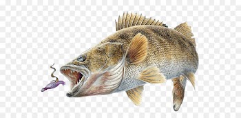 Northern pike Walleye Perch Recreational fishing Western Basin of Lake Erie - Fishing 