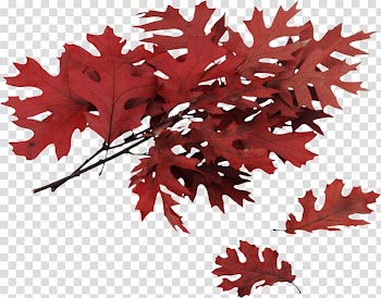 Northern Red Oak Leaf Tree, Leaf transparent background PNG clipart