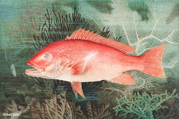 Northern Red Snapper chromolithograph (n.d.) by Samuel Kilbourne. Orig.. | Free public domain illustration - 2332490