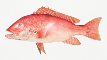 Northern Red Snapper chromolithograph (n.d.) by Samuel Kilbourne. Orig.. | Free public domain illustration - 2335100
