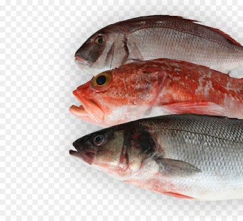 Northern red snapper Fish products 09777 Oily fish Salmon - fish 