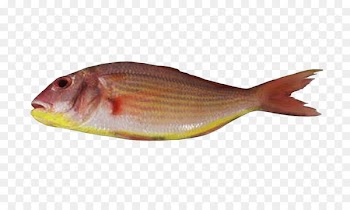 Northern red snapper Fish products Bream Tilapia - fish 