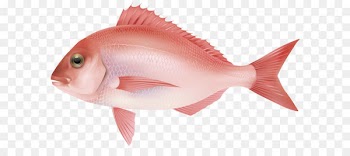 Northern red snapper Fish products Fish as food Marine biology Ocean - Fish Png 7 