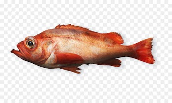 Northern red snapper Fish products Rose fish Seafood - fish 