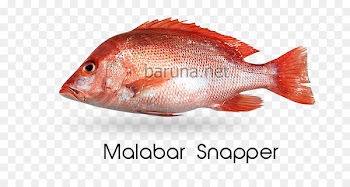 Northern red snapper Fish products Tilapia Oily fish Perch - fish 
