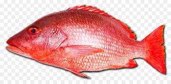 Northern red snapper Fish Seafood Vermilion snapper - Fishing 