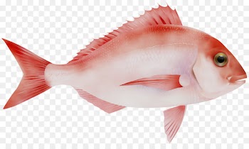 Northern red snapper Salmon Fish products Oily fish -  