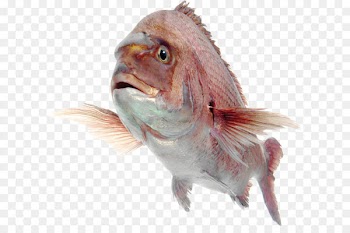 Northern red snapper Seafood Yellowtail snapper Overfishing Fish as food - Fish PNG 