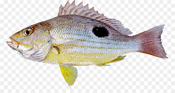 Northern red snapper Tilapia Lutjanus guttatus Fish Lutjanus erythropterus - peces 