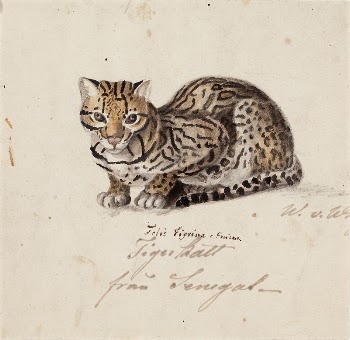 Northern tiger cat, 1829, Wilhelm | Free Photo - rawpixel