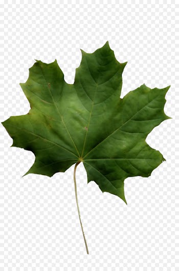 Norway  maple Sycamore maple Leaf Red maple Field maple -  