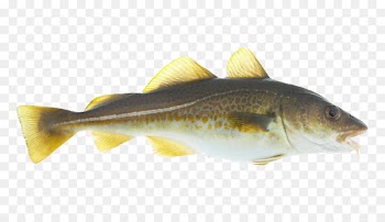 Norway Norwegian cuisine Atlantic cod Seafood - Har har mahadev 