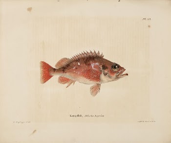 Norway redfish, 1836 - 1857, | Free Photo - rawpixel