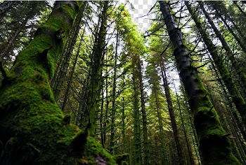 Norway Valdivian temperate rain forest Vegetation, Norwegian Forest scenery transparent background PNG clipart