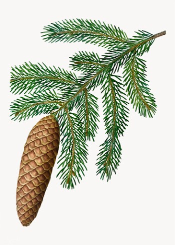 Norwegian spruce tree | Free stock vector - 568973
