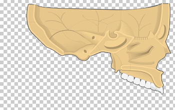 Nose Bone Nasal Cavity Nasal Concha Vomer PNG, Clipart, Anatomy ...