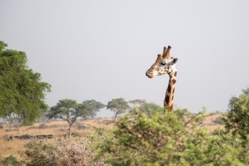 Nose-Licking Giraffe