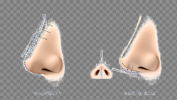 Nose PNG Image