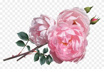 Not Just Any Rose, Though, But “classic Blush Pink - David Auston Roses Png