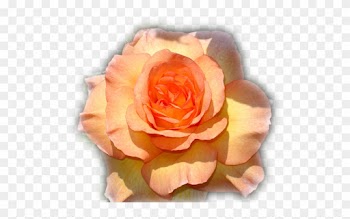 Nuevas Imágenes En Formato Png Para Descargar Gratuitamente, - Garden Roses