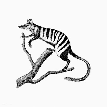 Numbat shade drawing | Free stock vector - 562440