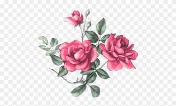 Nurcan Cüceoğlu Emeksensin - Hybrid Tea Rose
