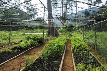 Nursery growing seedlings for reforestation | Free Photo - rawpixel