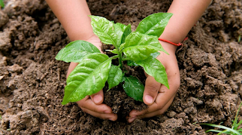 Nurturing New Growth: Planting a Young Sapling