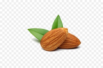 Nut Almond Food Apricot kernel - almond 