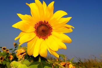 Nutan Erathi Sunflower.2.JPEG.JPG
