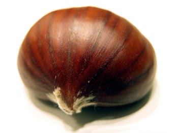 nutCN9553.jpg