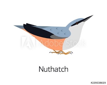 Nuthatch isolated on white background