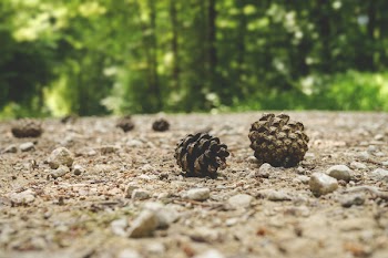 Nuts on Ground Near Trees