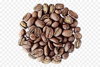 nuts & seeds food nut plant seed