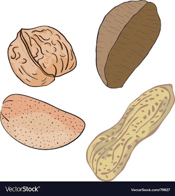 Nuts vector image