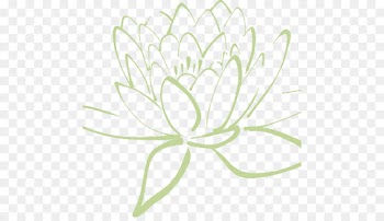 Nymphaea Nelumbo, Line Art, Royalty Payment, White, Flower PNG