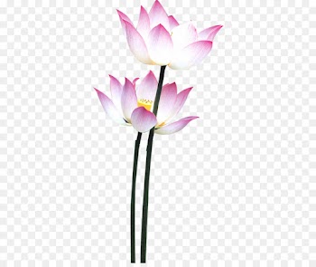 Nymphaea Nelumbo, Lotus Effect, Leaf, Flower, Flowering Plant PNG