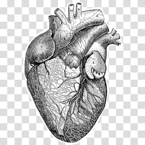 O, white heart transparent background PNG clipart