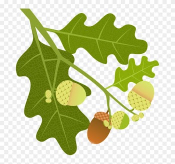 Oak, Acorns, Branch, Leaves, Nature, Tree, Tree Fruit - Oak
