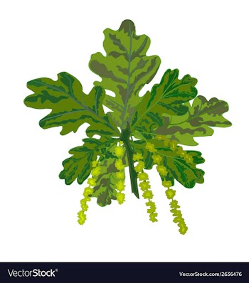 Oak branch vector image