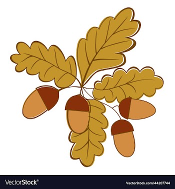 oak branch with acorns isolated