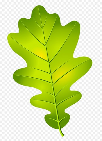 Oak leaf cluster Acorn - leaves vector 