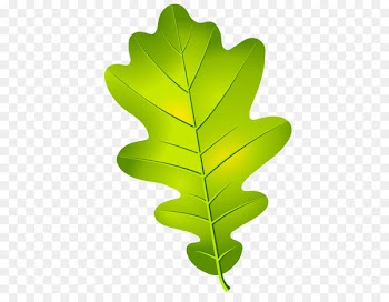 Oak leaf cluster Acorn Tree - Leaf 