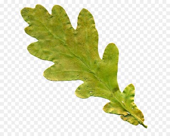 Oak leaf cluster English oak Tree Clip art - background leaves 