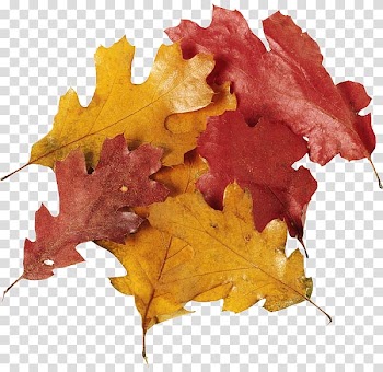 Oak leaf cluster , Leaf transparent background PNG clipart