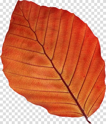 Oak leaf cluster Oak leaf cluster , Leaf transparent background PNG clipart
