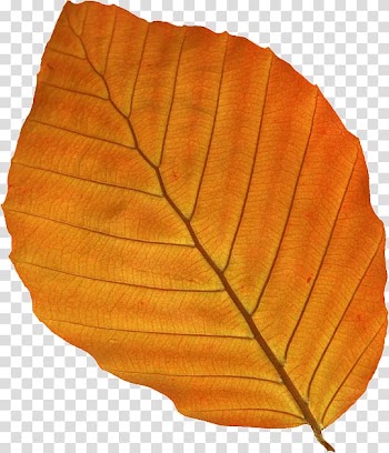 Oak leaf cluster Oak leaf cluster , Leaf transparent background PNG clipart