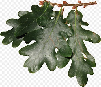Oak leaf cluster Oak leaf cluster Tree - Leaf 